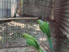 indian ringneck