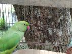 Indian ringneck