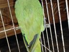 Indian Ringneck Parrot