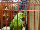 Indian Ringneck full active Male Parrot (tia)