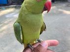 Indian ringneck haf tame parrot