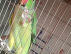 Indian Ringneck Male