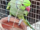 Indian Ringneck (Male)
