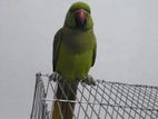 Indian Ringneck male [Tia pakhi]