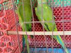 Indian Ringneck Pair