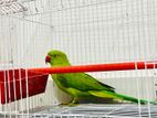 Indian Ringneck Parrot (1.5year)