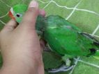 Indian ringneck parrot baby for sell!