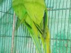 Indian Ringneck Parrot