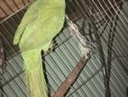 Indian ringneck parrot