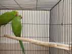 Indian ringneck Parrot