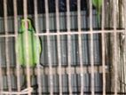 Indian ringneck parrot