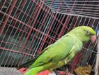 Indian Ringneck Parrot