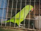 Indian ringneck parrot