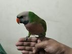 Indian ringneck parrot