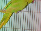 Indian Ringneck Parrot