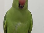 Indian Ringneck parrot