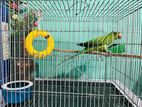 Indian Ringneck Parrot