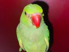 Indian ringneck parrot