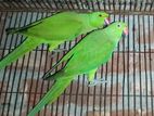 Indian Ringneck Parrot