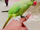 Indian Ringneck Parrot