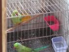 Indian Ringneck parrot (running pair)