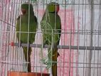 Indian Ringneck Perot sell