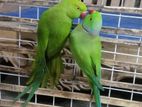 indian ringneck running pair