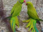 indian ringneck running pair