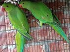 Indian ringneck selffeed baby pair for sell