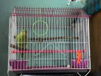 Indian Ringneck Sell