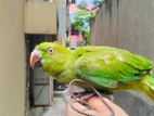 Indian Ringneck Tame