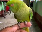 Indian ringneck tame parrot