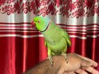 indian ringneck tame parrot