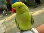 Indian ringneck tame parrot