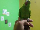 indian ringneck tame tiya