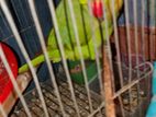 indian ringneck tame.Fixed price.