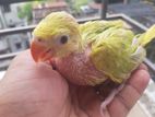 indian ringneck yellow pied baby