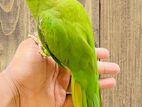 Indian Ringnet Baby Parrot ( 4 Month+)
