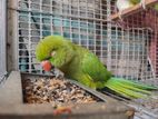 Indian Running Ringneck Talking Pair