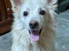 Dog for sale