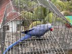 Indian Violet Ringneck Female. 3yrs Age