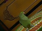 Indian ringneck full tame plus khotha bole