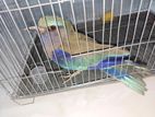 Indochinese Roller Bird-rare Bird For Sale