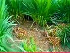 ইন্দোনেশিয়ান স্মার্ট নেপিয়ার ঘাষ