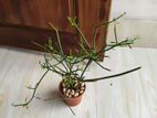 Indoor Plant