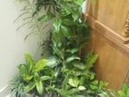 indoor plant
