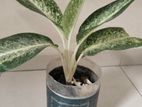 Indoor Plant