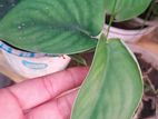 indoor plant