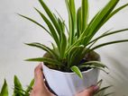 indoor plant / spider