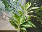 Indoor plant tree